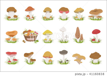 Eatable Mushrooms Realistic Drawings Set 41160838