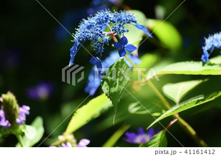 光を浴びるヤマアジサイ 41161412