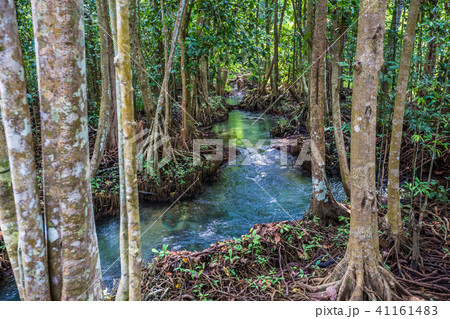 The clear green stream flows through the mangrove The clear green stream flows through the mangrove 41161483