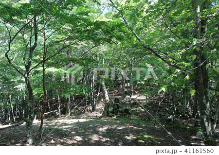 大台ケ原 41161560