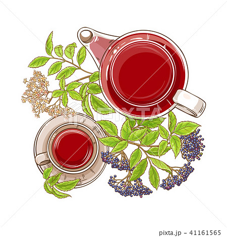 elderberry tea illustration 41161565