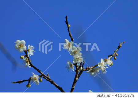 梅 梅の花 うめ 41161878