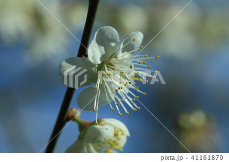 梅 梅の花 うめ 41161879