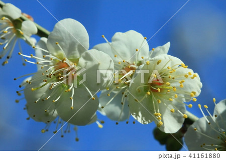梅 梅の花 うめ 41161880