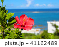 南国ハイビスカス 41162489