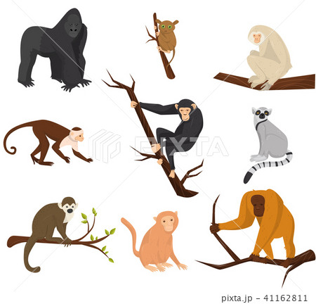 Flat Vector Set Of 9 Species Of Monkeys Wild のイラスト素材