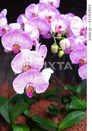 シンガポール46 41162852