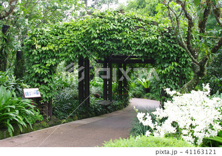 シンガポール50 41163121