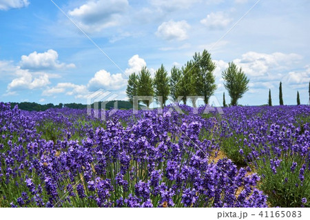 千葉県　ラベンダー畑　佐倉 41165083