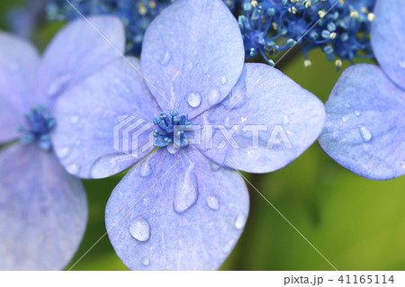 雨に濡れるアジサイの花の写真素材