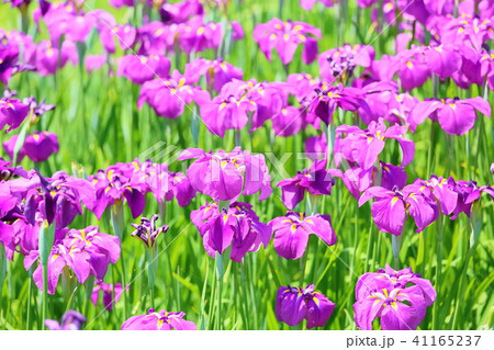 ハナショウブの花 41165237