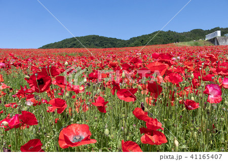 天空のポピー 41165407
