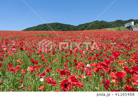 天空のポピー 天空のポピー 41165408