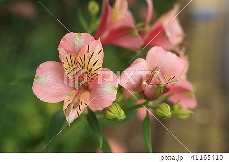 アルストロメリア アルストロメリア 41165410