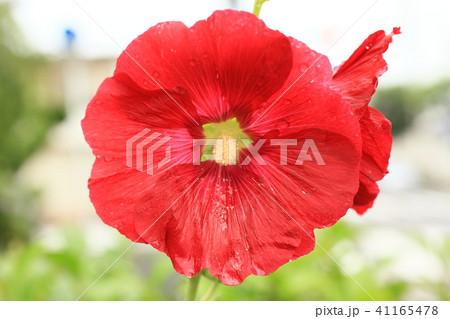 赤の芙蓉 赤の芙蓉 41165478