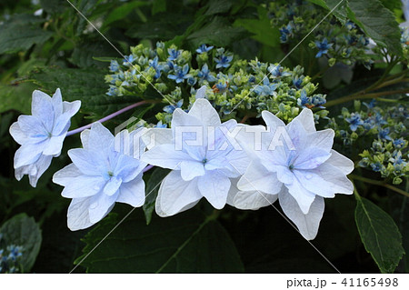 墨田の花火 墨田の花火 41165498