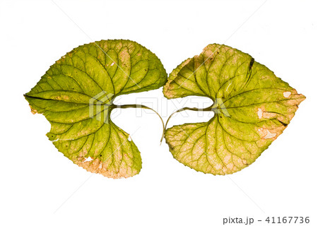 dry hydrangea 41167736