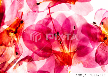 azalea flowers on the white 41167858
