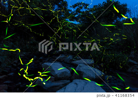 ホタル 41168354