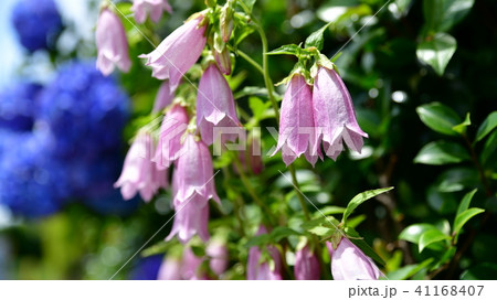 涼し気な初夏の花たち ホタルブクロ、紫陽花、ガーデニングイメージ素材 涼し気な初夏の花たち ホタルブクロ、紫陽花、ガーデニングイメージ素材 41168407