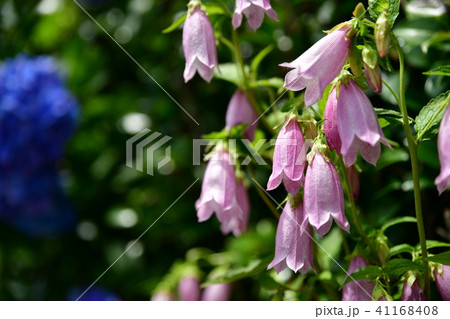 涼し気な初夏の花たち　ホタルブクロ、紫陽花、ガーデニングイメージ素材 41168408