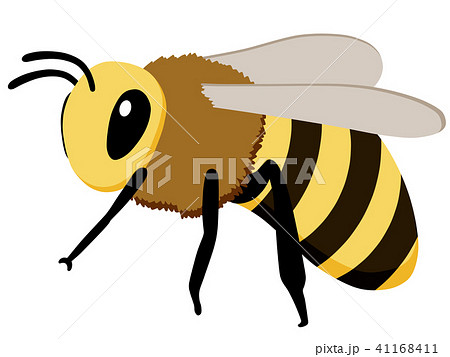 ミツバチのイラスト素材 41168411 Pixta