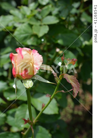 雨上がりの初夏の花、新緑、薔薇、ガーデニングイメージ素材 41168541