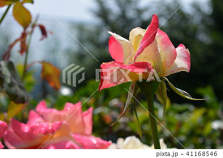 雨上がりの初夏の花、新緑、薔薇、ガーデニングイメージ素材 41168546