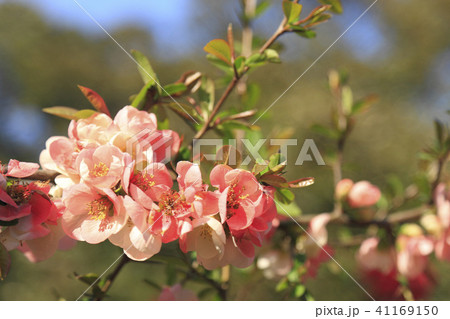 ボケ 木瓜 花 ボケ 木瓜 花 41169150