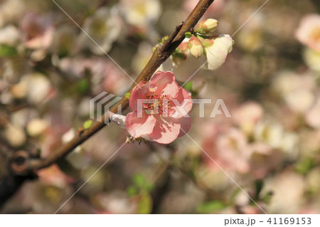 ボケ 木瓜 花 ボケ 木瓜 花 41169153