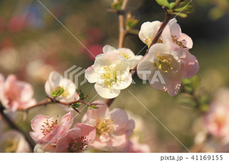 ボケ 木瓜 花 41169155