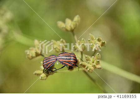 アカスジカメムシ(赤条亀虫)とヤブジラミ アカスジカメムシ(赤条亀虫)とヤブジラミ 41169355