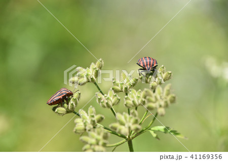 アカスジカメムシ（赤条亀虫）とヤブジラミ 41169356