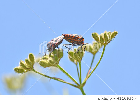 アカスジカメムシ（赤条亀虫）とヤブジラミ 41169357