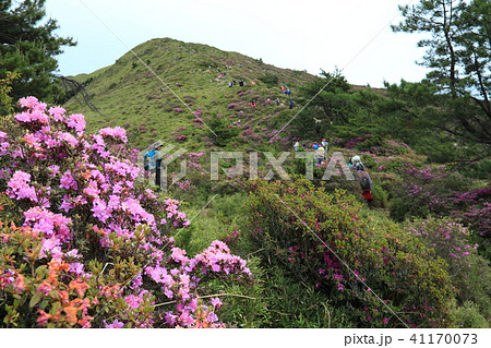 ハクサンシャクナゲ 白山しゃくなげ 白山シャクナゲ 41170073