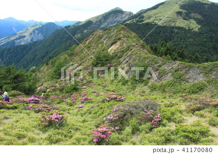 ハクサンシャクナゲ 白山しゃくなげ 白山シャクナゲ 41170080