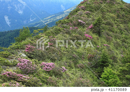 ハクサンシャクナゲ 白山しゃくなげ 白山シャクナゲ 41170089