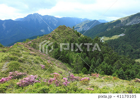 ハクサンシャクナゲ 白山しゃくなげ 白山シャクナゲ 41170105