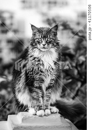 Portrait of Adorable Maine Coon Cat 41170506