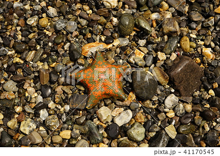 三陸の旅黒崎ネダリ浜 41170545