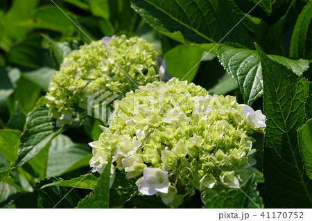 アジサイ　（紫陽花） 41170752