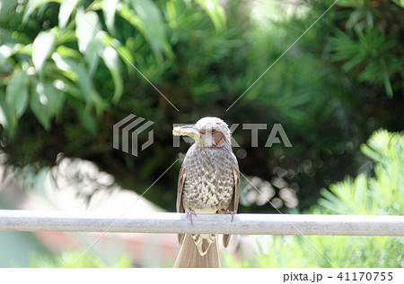 ヒヨドリ 41170755