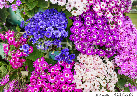 Mixed cineraria flowers on flower bed 41171030