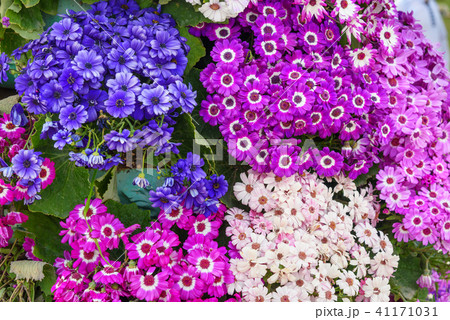 Mixed cineraria flowers on flower bed Mixed cineraria flowers on flower bed 41171031