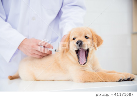 Hands of veterinarian giving injection to puppy 41171087