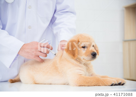 Hands of veterinarian giving injection to puppy  41171088