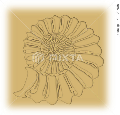 アンモナイト 41171980