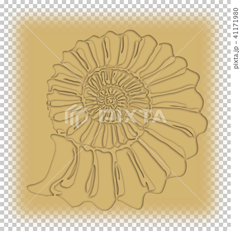 アンモナイト 41171980