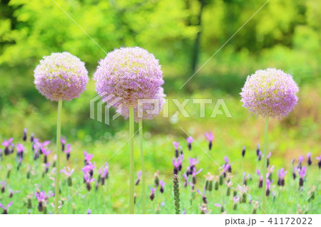 アリュウムの花 41172022