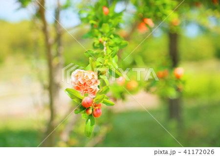 ハナザクロの花 41172026